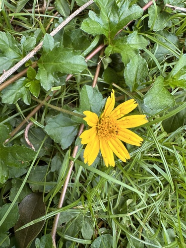 Trailing Daisy