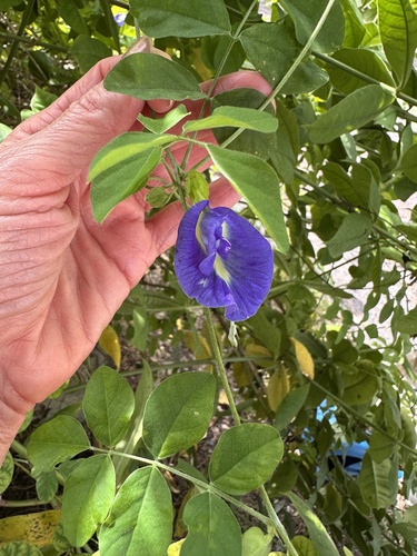 Blue Pea