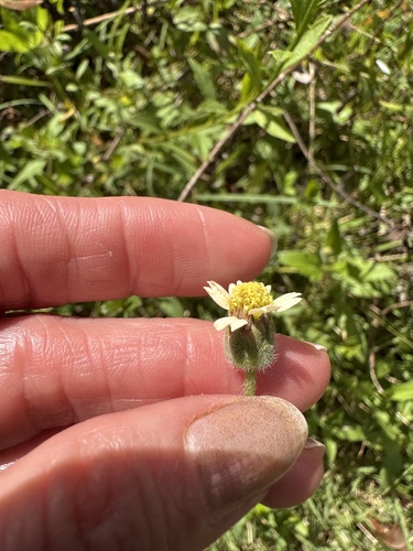 Tridax Daisy