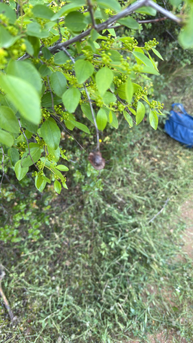 Jerusalem Thorn