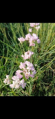rosy garlic