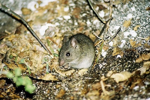 Galápagos Mice (Genus Nesoryzomys) · iNaturalist