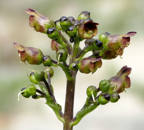 Nariuotasis bervidis nuotrauka