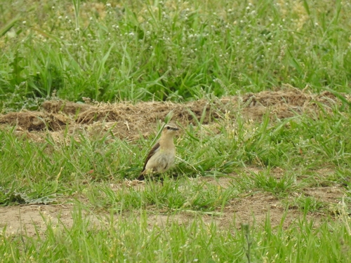 Northern Wheatear