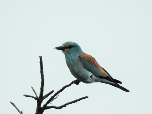 European Roller