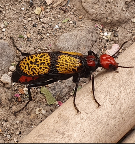 Iron Cross Blister Beetle