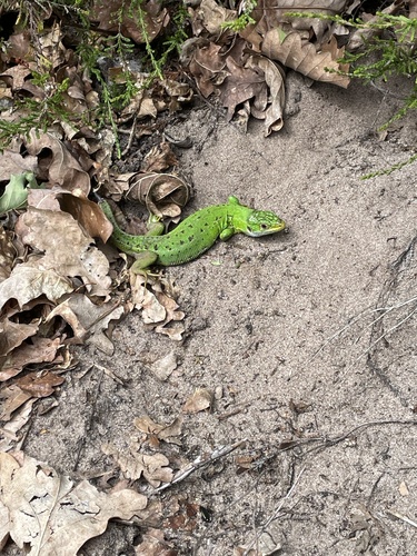 Western Green Lizard