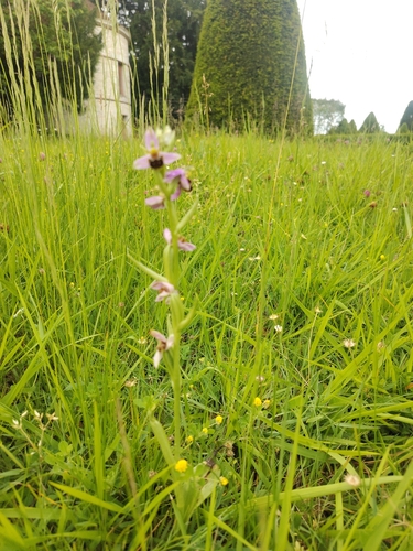 Bee Orchid
