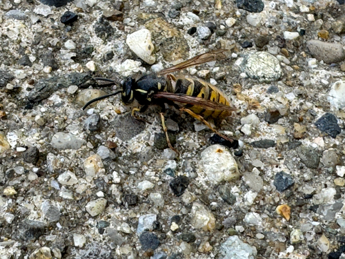 Common European Yellowjacket