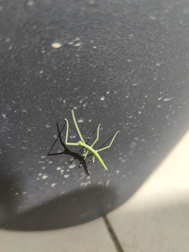 French stick insect