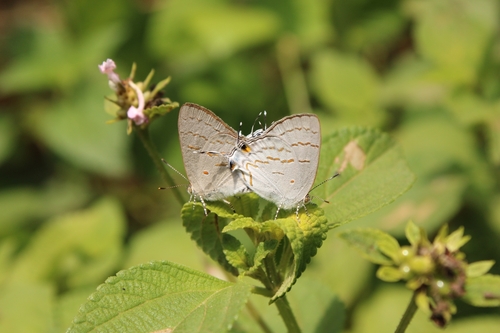Common Hairstreak
