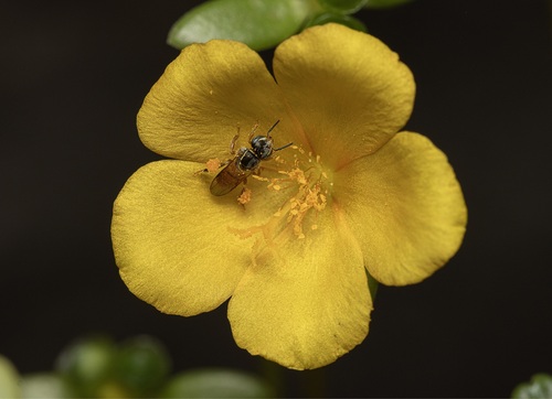 Drory's Stingless Bee