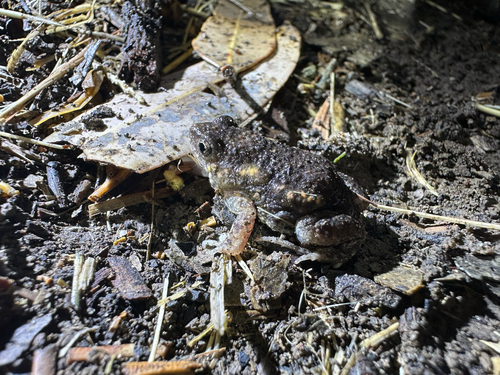 Wrinkled Toadlet