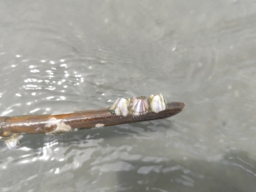 Striped Barnacle
