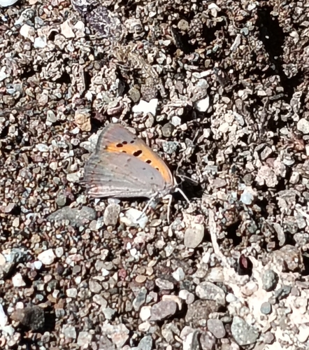 Small Copper