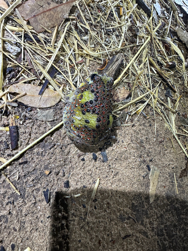 Crucifix Spadefoot Frog