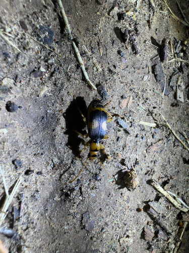 bombardier beetle
