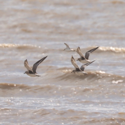 Black-bellied Plover