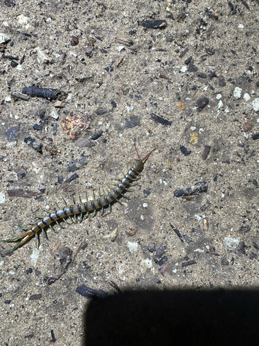 Red-headed Centipede