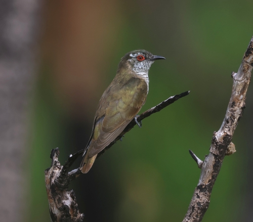 Northern Australian Little Bronze Cuckoo