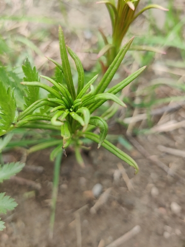 fireweed