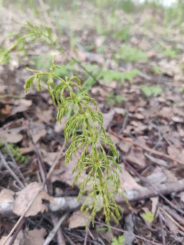 wood horsetail