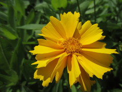 Image of Coreopsis auriculata