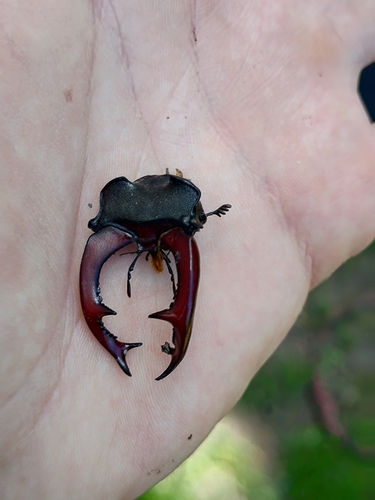 European Stag Beetle