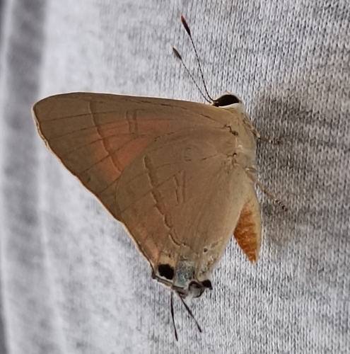 Common Red Flash
