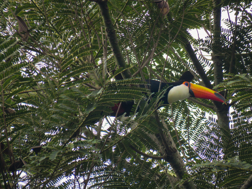 Toco Toucan