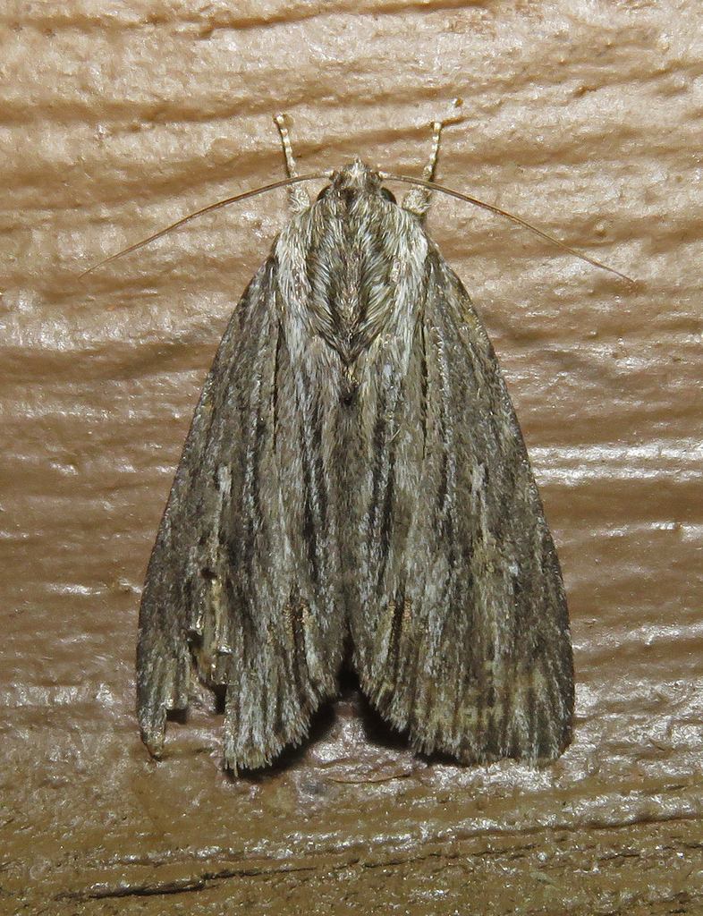 Streaked Dagger from Fentress County, TN, USA on May 17, 2026 at 09:00 ...
