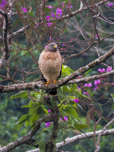 Roadside Hawk