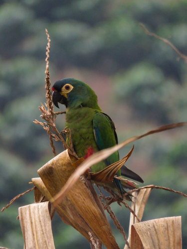 Blue-winged Macaw