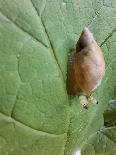 Leucochloridium paradoxum