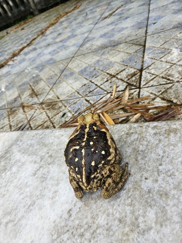 Cururu Toad