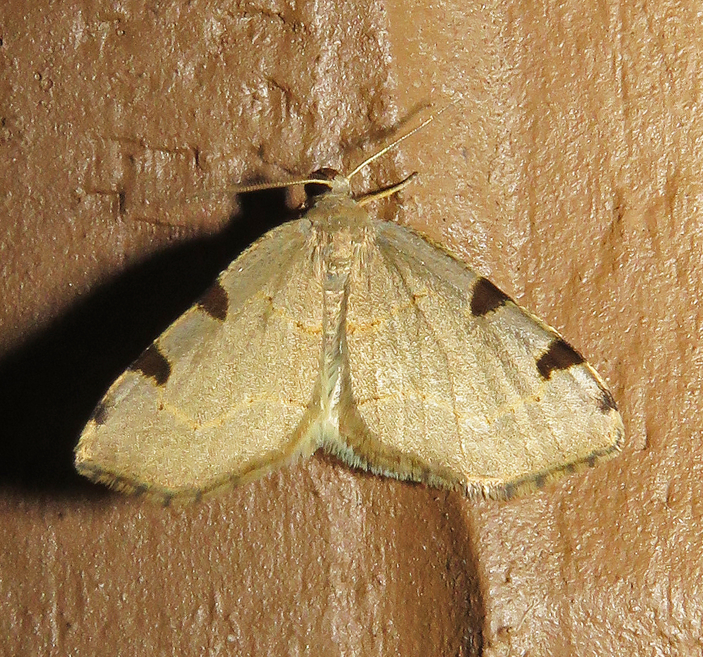 Three-spotted Fillip from Fentress County, TN, USA on May 17, 2026 at ...