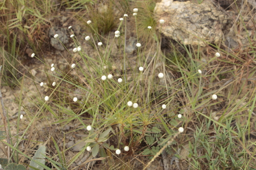 Paepalanthus amoenus