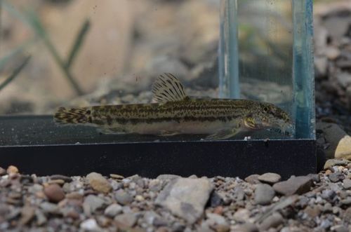 Southern Iberian Spined Loach