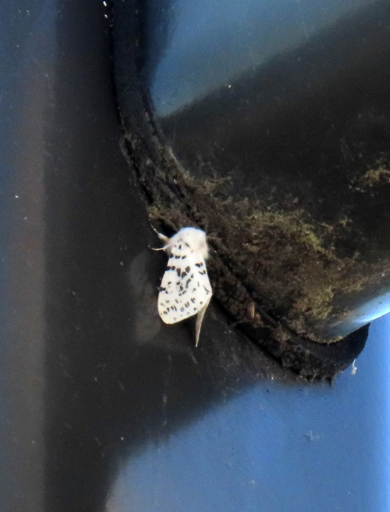 Fall Webworm Moth from Alpha Ridge Park on May 18, 2026 at 08:41 AM by ...