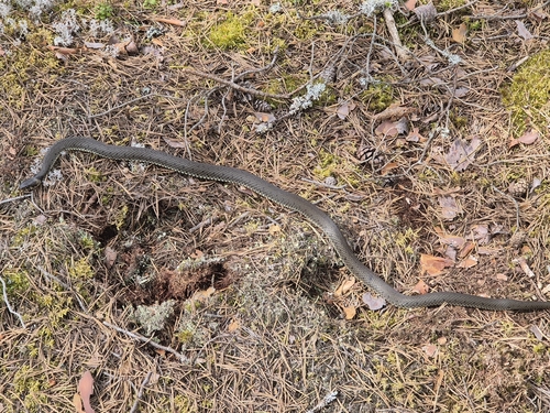 grass snake