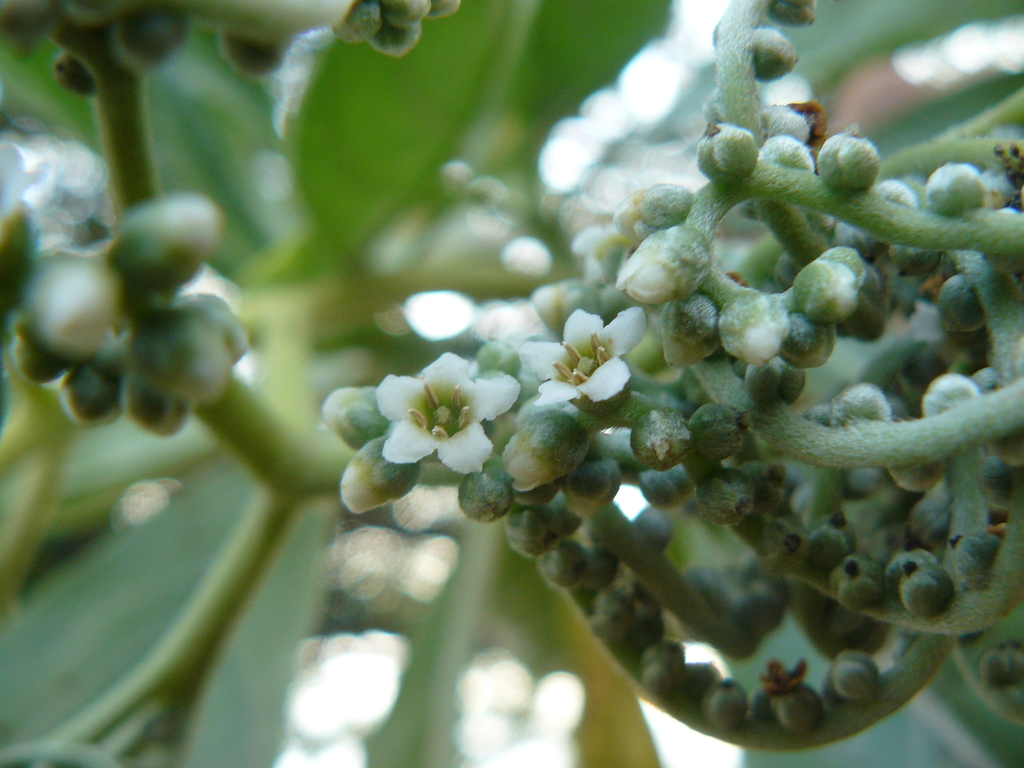 tree heliotrope from Poipu, Hawaii, United States on May 3, 2014 at 0618 AM by Tammo Reichgelt