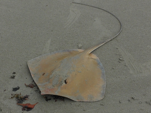 Longnose Stingray