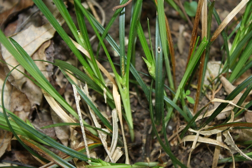 Willdenow's sedge (Carex superata)