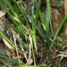 Carex superata - Photo (c) J. Kevin England, todos os direitos reservados, uploaded by J. Kevin England