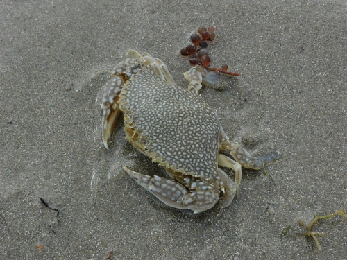 Speckled Swimming Crab