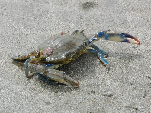 Dana swimming crab