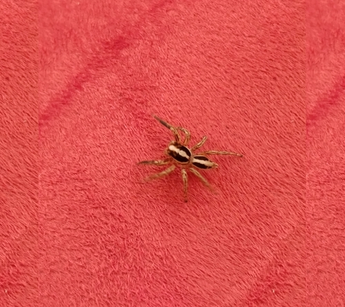 Pantropical Jumping Spider