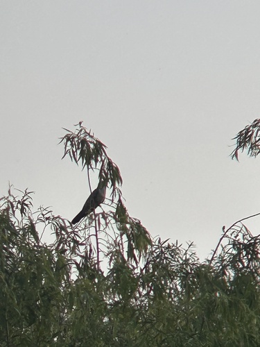 Common Cuckoo