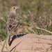Sprague's Pipit - Photo (c) Hannah Willars, all rights reserved, uploaded by Hannah Willars