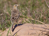 Sprague's Pipit - Photo (c) Hannah Willars, all rights reserved, uploaded by Hannah Willars